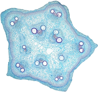 Pumpkin Stalk Crosscut